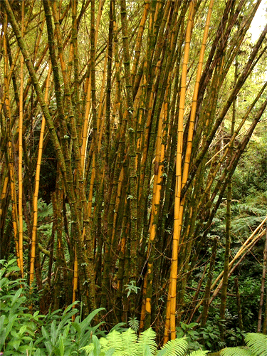 Bamboo In Rainforest