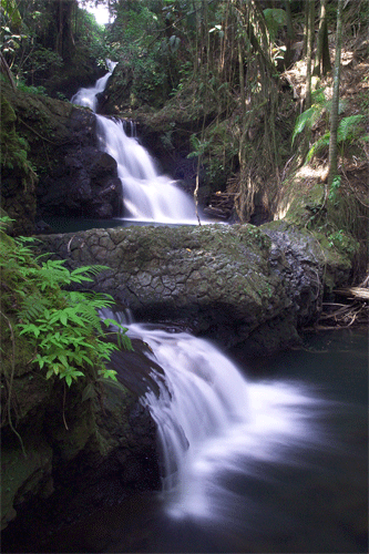 Forest Waterfalls