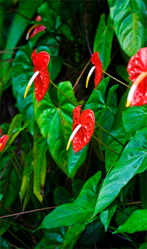 Red Anthirium Flowers