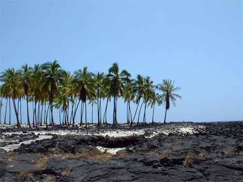 Palms In Lava Rock