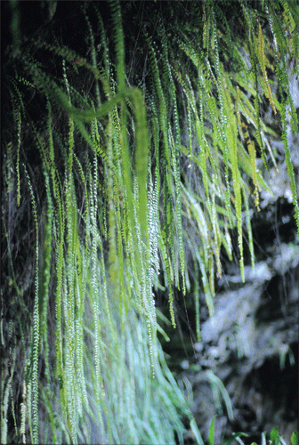Ferns At Fern Grotto