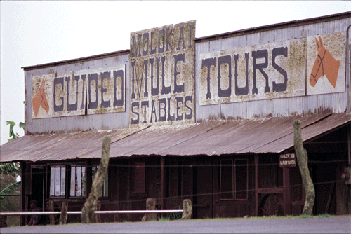 Mule Ride Tours